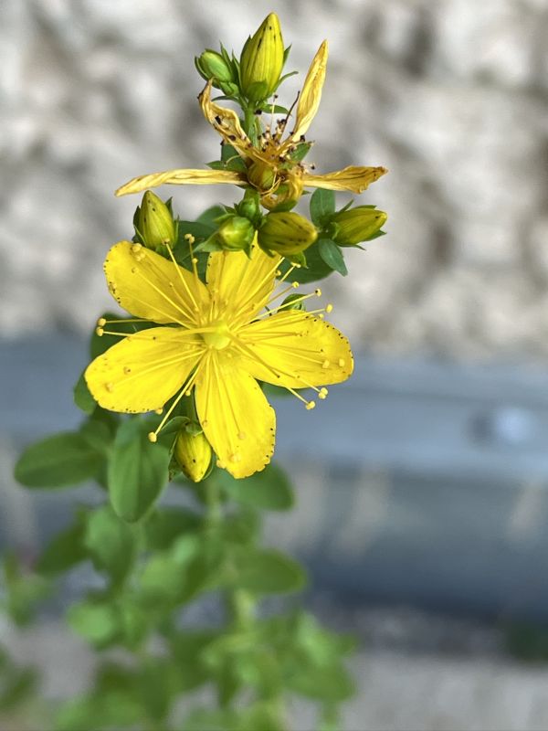 Echtes Johanniskraut