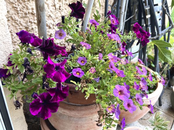 Hängepetunie gesternt